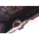 Bathygobius cyclopterus (Valenciennes, 1837)