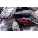 Gobiodon quinquestrigatus (Valenciennes, 1837)