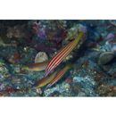 Hologymnosus rhodonotus Randall et Yamakawa, 1988