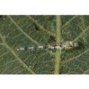 Grallenia arenicola Shibukawa et Iwata, 2007