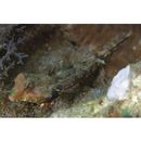 Neosynchiropus morrisoni (Schultz, 1960)