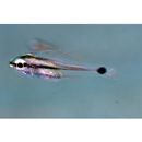 Ostorhinchus doederleini (Jordan et Snyder, 1901)