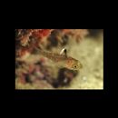 Apogon hoeveni Bleeker, 1854