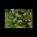 Neoclinus nudus Stephens et Springer, 1975