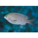 Stegastes insularis Allen et Emery, 1985