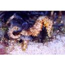 Hippocampus kelloggi Jordan et Snyder, 1901