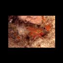 Apogon ocellicaudus Allen, Kuiter et Randall, 1994