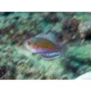 Paracheilinus cyaneus Kuiter et Allen, 1999