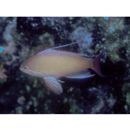 Pseudanthias squamipinnis (Peters, 1855)