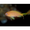 Pseudanthias squamipinnis (Peters, 1855)