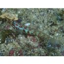 Eviota guttata Lachner et Karnella, 1978