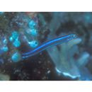 Plagiotremus rhinorhijnchos (Bleeker, 1852)