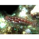 Eviota prasites Jordan et Seale, 1906