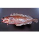 Lotella phycis (Temminck et Schlegel, 1847)