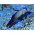 Nemateleotris decora Randall et Allen, 1973