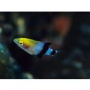 Bodianus loxozonus (Snyder, 1908)