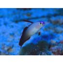 Nemateleotris decora Randall et Allen, 1973