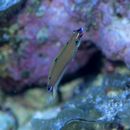 Halichoeres melasmapomus Randall, 1980