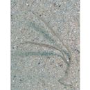 Urocampus nanus Gunther, 1870