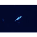 Trachurus japonicus (Temminck et Schlegel, 1844)