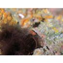 Plectranthias winniensis (Tyler, 1966)