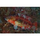 Oxycheilinus bimaculatus (Valenciennes, 1840)