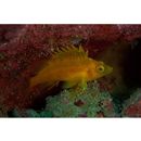 Cirrhitichthys aureus (Temminck et Schlegel, 1843)