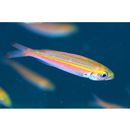 Pterocaesio marri Schultz, 1953