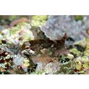 Ocynectes maschalis Jordan et Starks, 1904