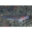 Istigobius hoshinonis (Tanaka, 1917)