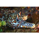 Enchelycore pardalis (Temminck et Schlegel, 1847)