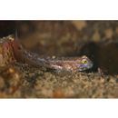 Istigobius campbelli (Jordan et Snyder, 1901)