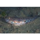 Acentrogobius virgatulus (Jordan et Snyder, 1901)