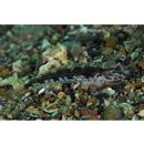 Acentrogobius virgatulus (Jordan et Snyder, 1901)