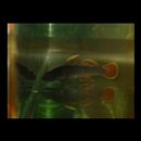 カワヨシノボリ