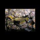 Priolepis akihito Hoese et Larson, 2010