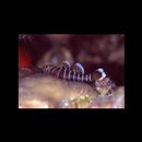 Priolepis akihito Hoese et Larson, 2010