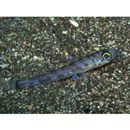 Chlorophthalmus albatrossis Jordan et Starks, 1904