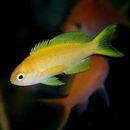 Pseudanthias parvirostris (Randall et Lubbock, 1981)