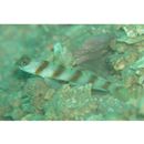 Amblyeleotris arcupinna Mohlmann et Munday, 1999