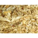 Grallenia arenicola Shibukawa et Iwata, 2007