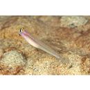 Vanderhorstia cyanolineata Suzuki et Chen, 2013