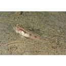 Gobiidae, indeterminate genus et species