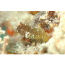 Salarias ramosus Bath, 1992