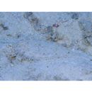 Asterorhombus filifer Hensley et Randall, 2003