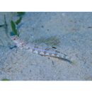 Synodus dermatogenys Fowler, 1912