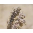 Petroscirtes mitratus Ruppell, 1830