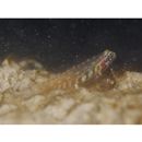 Eviota guttata Lachner et Karnella, 1978