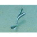 Diagramma pictum (Thunberg, 1792)