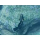 Chlorurus microrhinos (Bleeker, 1854)